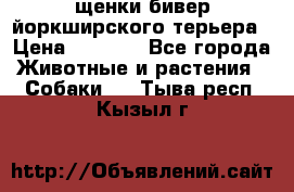 щенки бивер йоркширского терьера › Цена ­ 8 000 - Все города Животные и растения » Собаки   . Тыва респ.,Кызыл г.